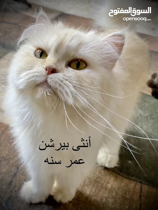 قطط منوعة للبيع