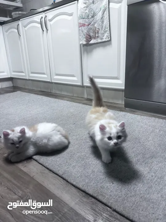 2 male Pure shirazi cats