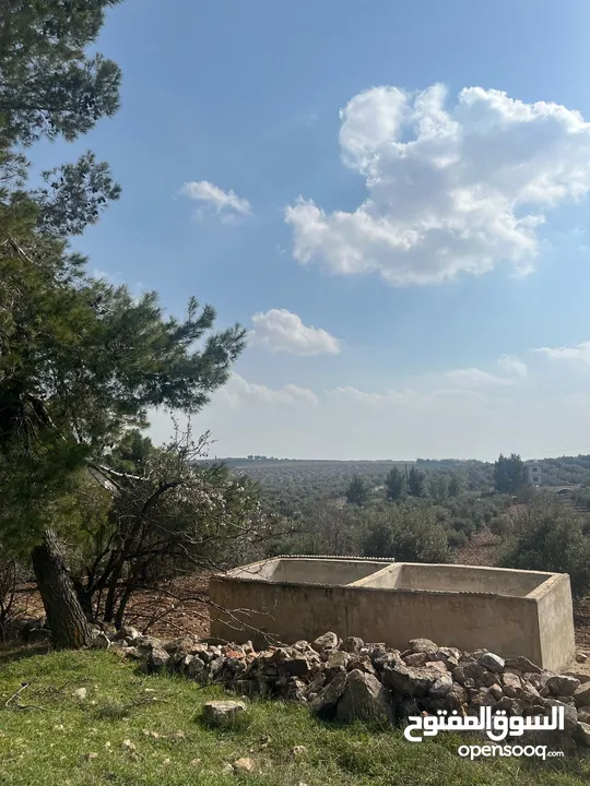 فرصة العمر مزرعة زيتون راقية  طريق اربد عمان كافه الخدمات 17 دونم و نص منتجه