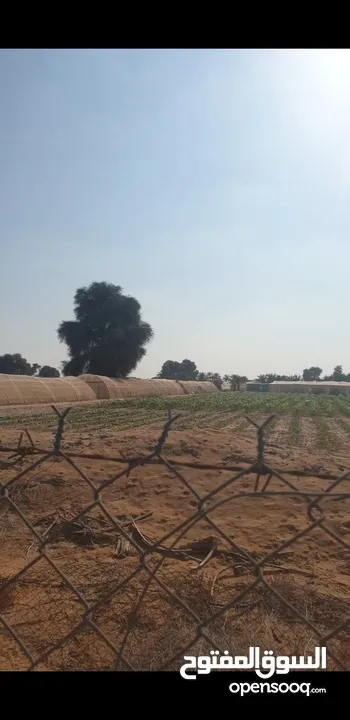 مزرعة للبيع بموقع مميز قريب للخدمات والسعر مناسب