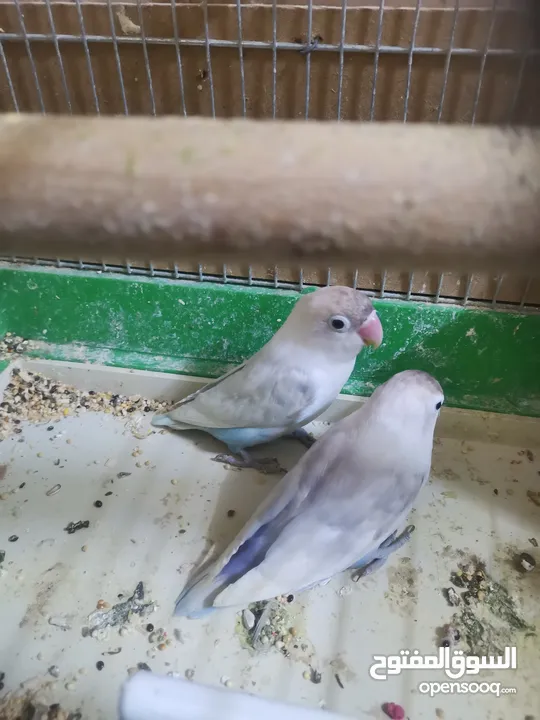 جوز روز وجوز فيشر  و فرخين فيشر مخاليف كبار
