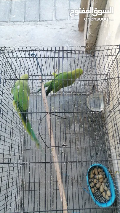 Parrot for Sale