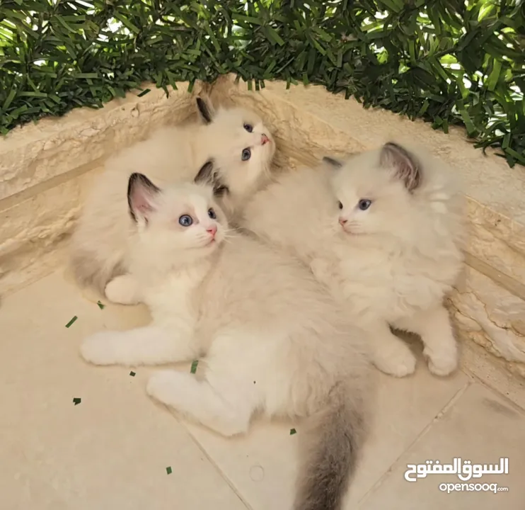 قطط راغدول دم صافي