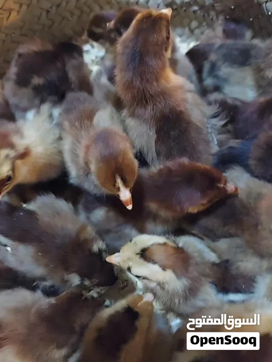 للبيع بيض دجاج زينه مخصب وصوص زينه