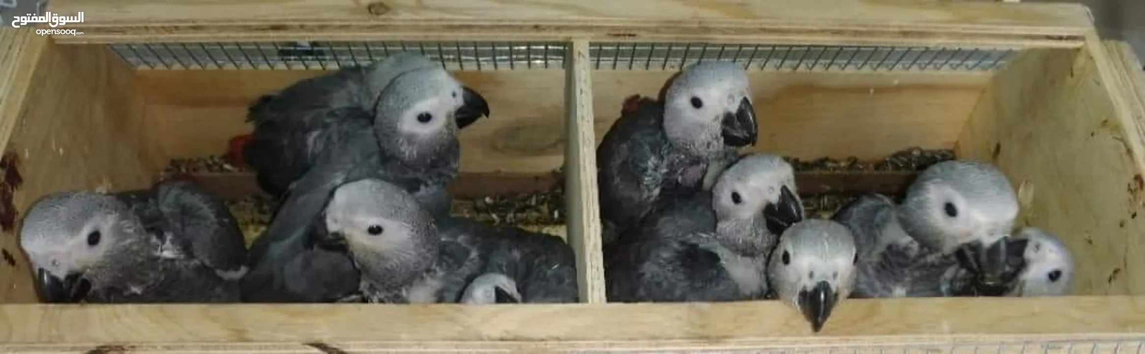 ببغاء كاسكو African gray