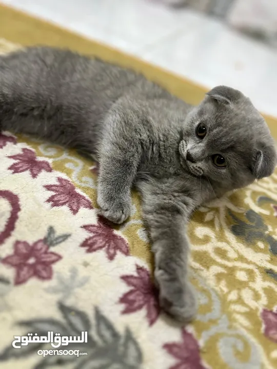 2 scottish fold kitten, 2month old male and female
