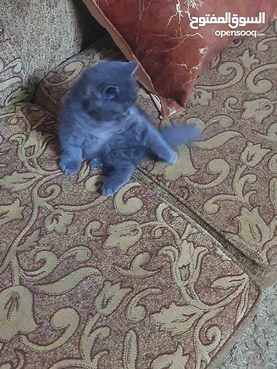 سكوتش ستريت