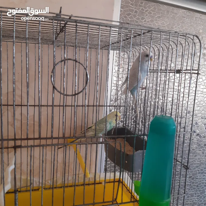 طيور حب للبيع سعر الجوز 15دينار مع قفص والمعالفه وبياضاه . طيور حب انجليزي