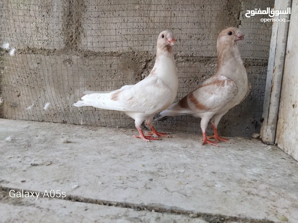 فراخ ذبابنة  اصفر فطم جديد
