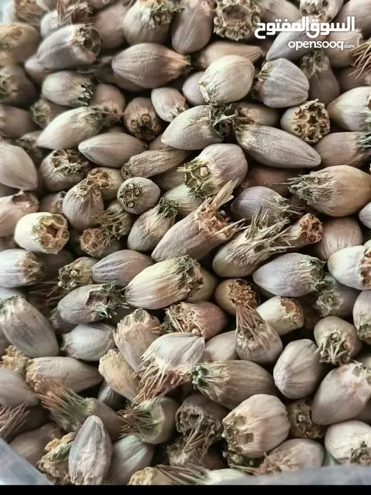 بذور عكوب للبيع