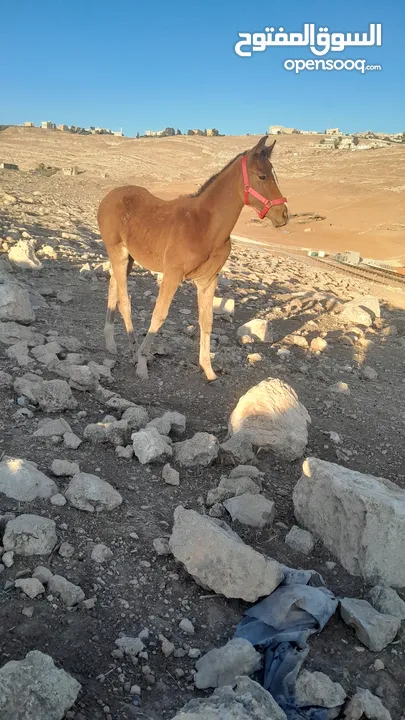 مهر العمر ثلاث شهور 20   يوم