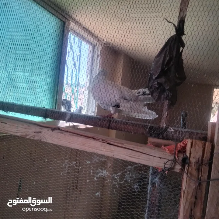 حمام للبيع