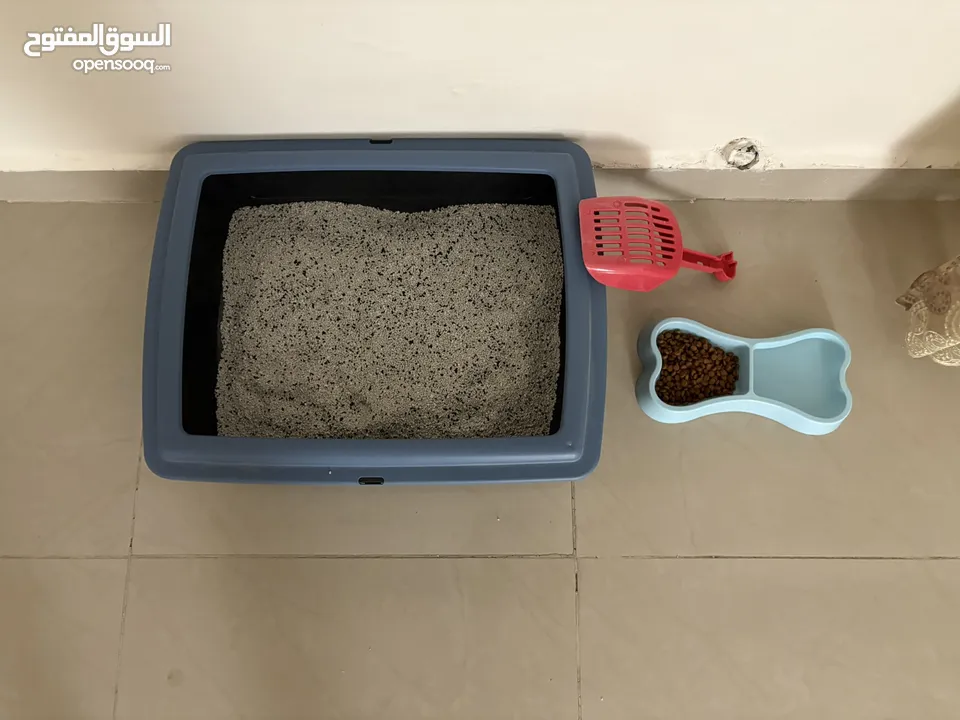 قط ذكر من نوع فريد للبيع
