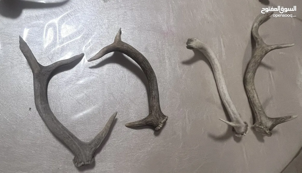 قرون غزلان
