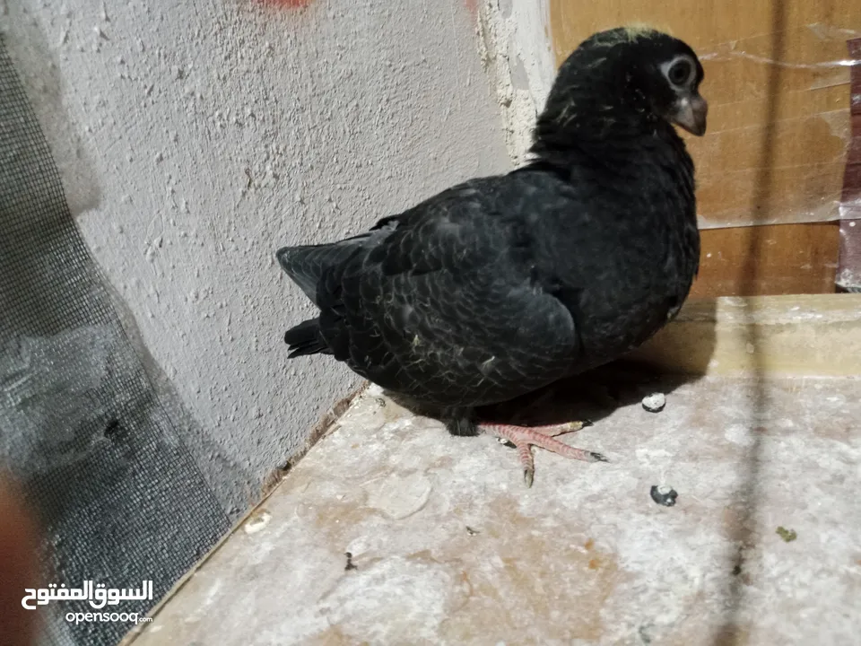 جوز قراقطه للبيع معهم فرخ