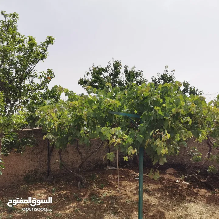 قطعة أرض للبيع