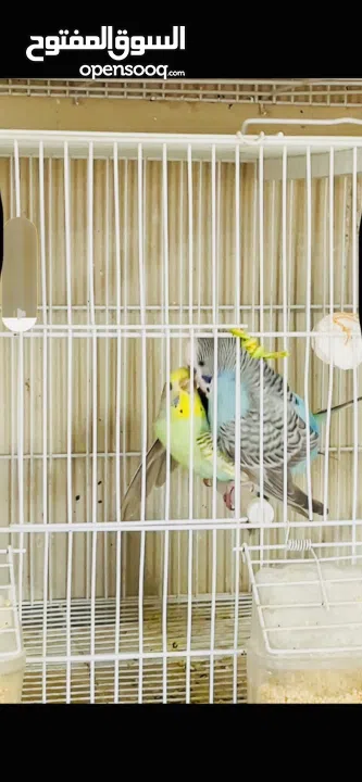 طيور حب بادجي