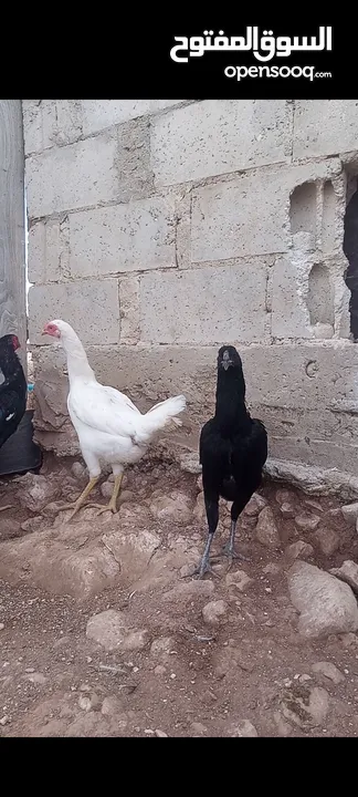صيصان بكستاني قرا الوصف