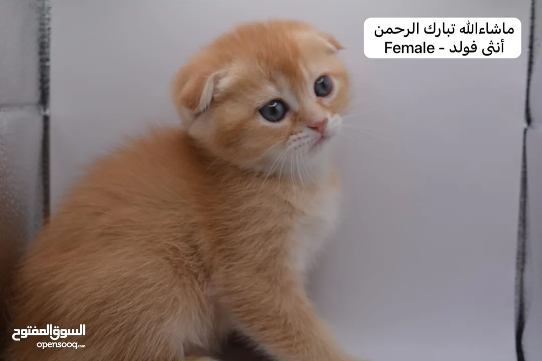 سكوتش كيتن فولد وستريت الوان مميزه ليلك ومشمشي وغيرها 15 كيتن