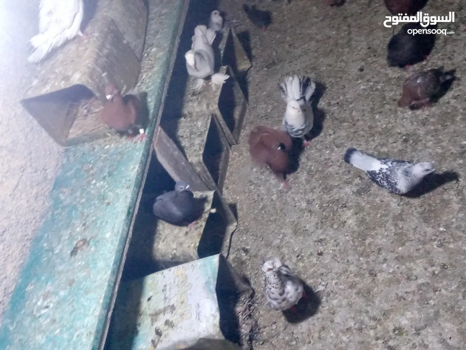 جوز حمام يمامه للبيع صحه ونضافه وشغال