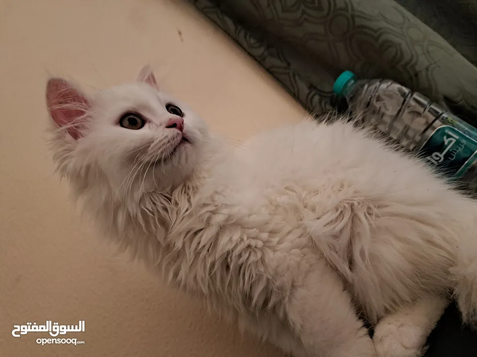 قط شيرازي Male pet Persian cat  ذكر. قابل للتفاوض  بأفضل الأسعار