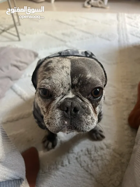 Trained Merle French Bulldog for Sale  كلب فرينش بولدوغ مميز اصيل مدرب و– Looking for a Loving Home