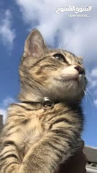 قط منزلي نوعة مكس
