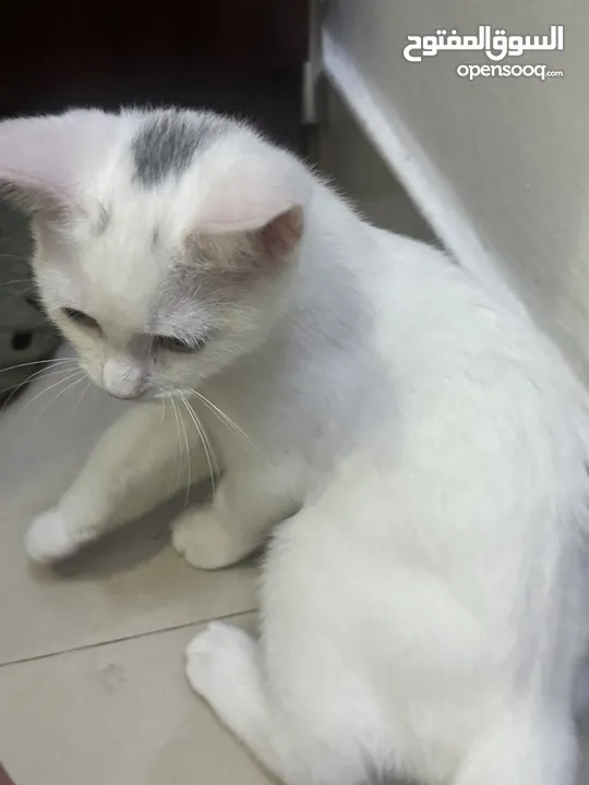 female kitten for adoption