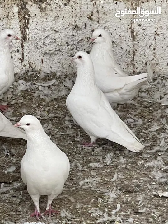 حمام فرنسي جامبو بيور