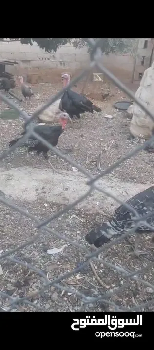 ديوك حبش. +ارانب + وزتين للبيع