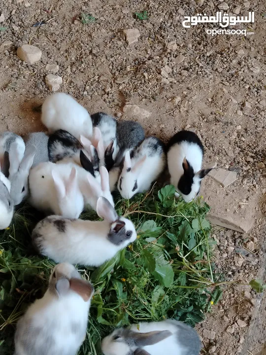 ارانب بلدي.. فرنسي..الذبح...جميع الوان والعمار وانثى وذكور...