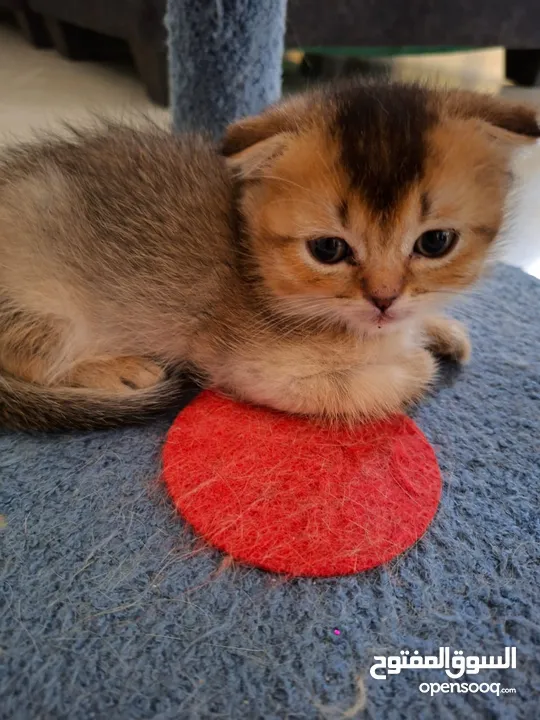 pure bred Scottish fold kittens 4 available for sale