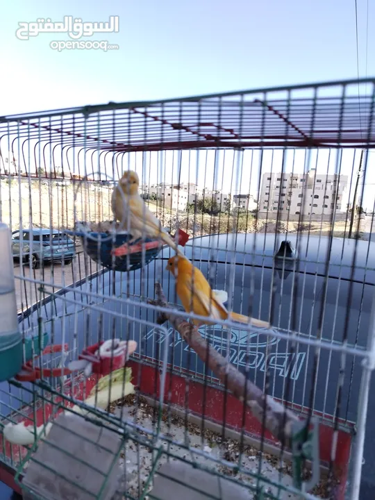 جوز كنار شغلات ميه ميه والوان بتجنن تحتيهم 4 فراخ فوت ع الوصف وتواصل واتس