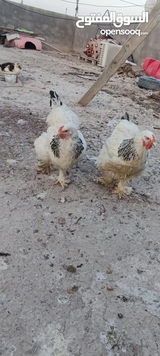 دجاج براهما للبيع