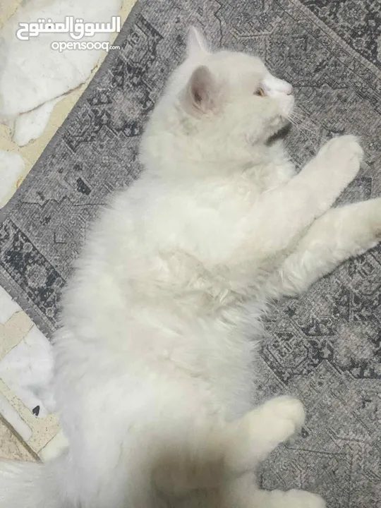قطه مع بيت تفصيل