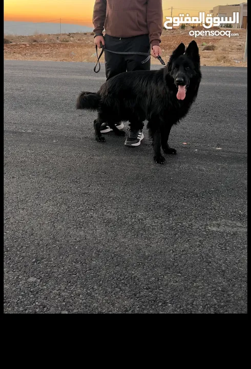 German shepherd male for stud