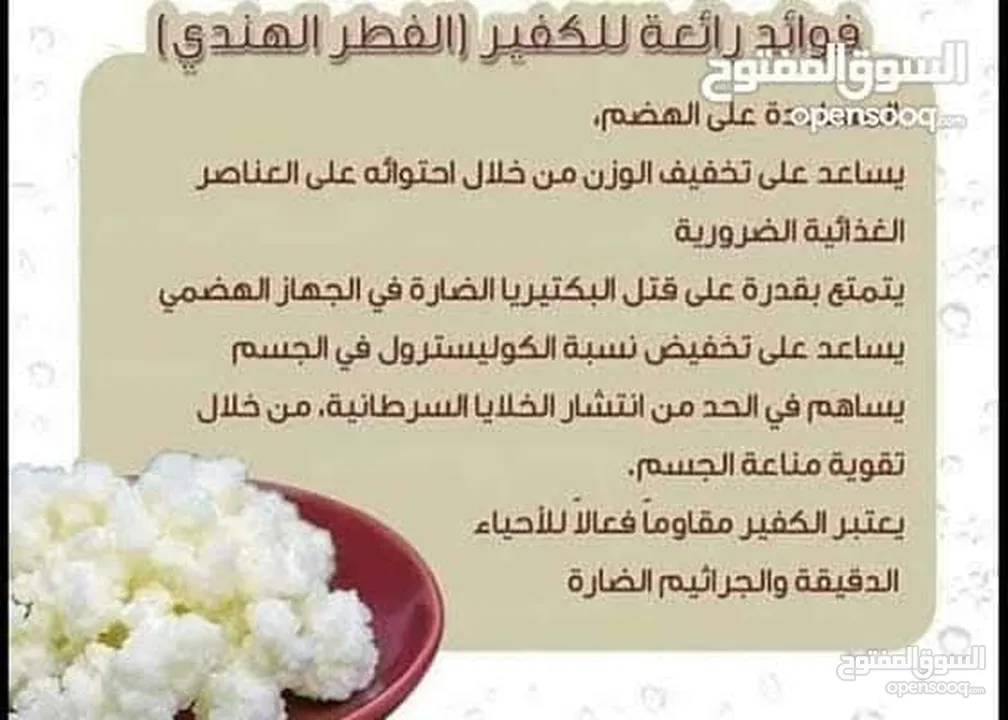 الكفير او الكيفير ( الفطر الهندي ) لزياده مناعة الجسم