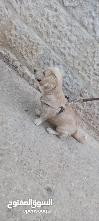 كلب كوكر سبانييل انثى عمرها 6أشهر لعوبة ذكية كيووووت لونها كابتشينو حلوووو حجم ميني للبيع