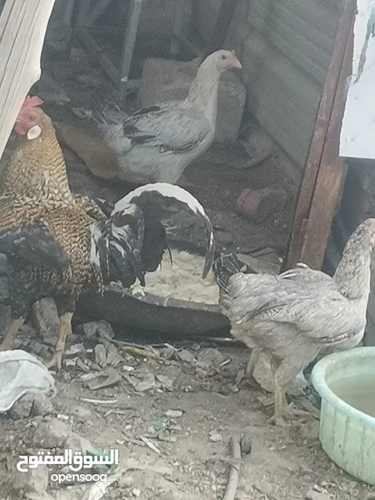 دجاج عرب مال بيت ملقح ديج ودجاجتين بياضات
