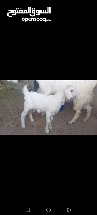 عنز وراها سخله بيضا برصا مميزه