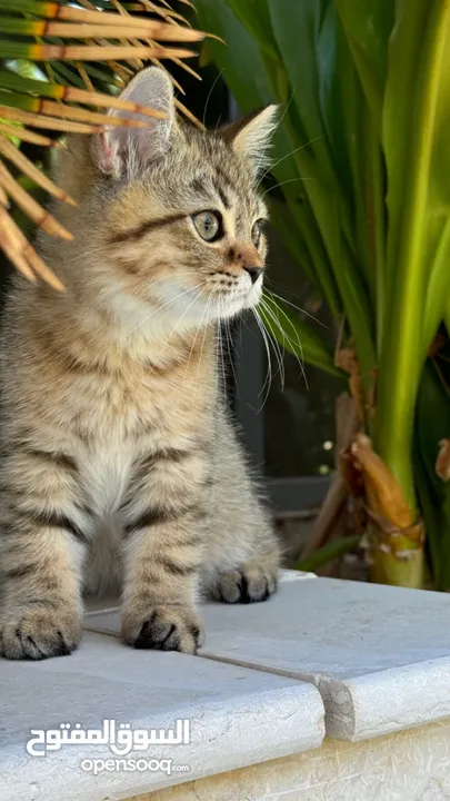 British Short Hair kittens