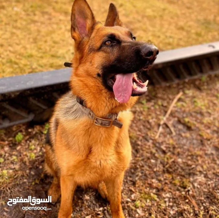 أنثى  جيرمن شرت هير