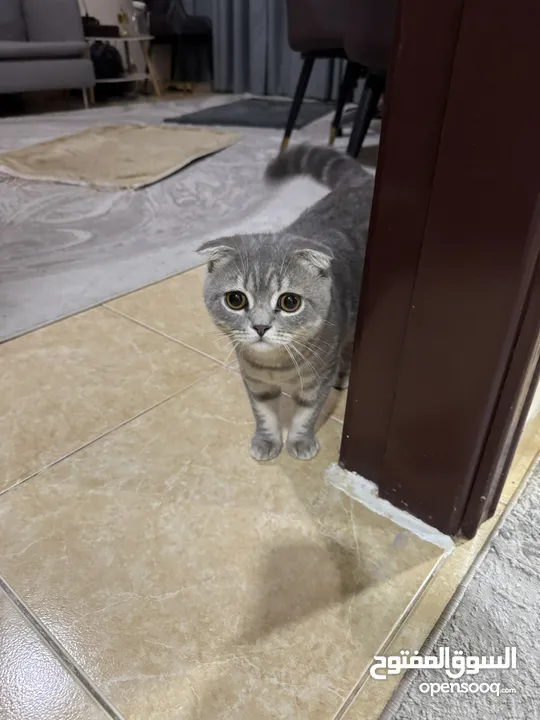 Very high quality cute male Scottish Fold Cat- 7 Month old