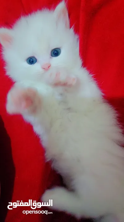 Available kittens for sale high quality breed Cats (Silver British breed & Scottish straight breed.)