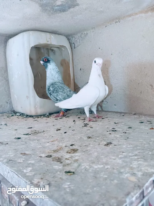 جواز نخب اول