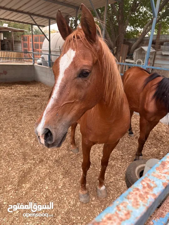 خيل عربيه للبيع