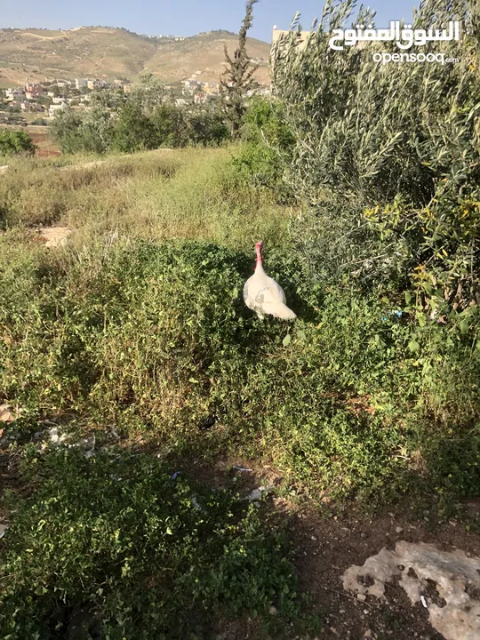 ديكين حبش حبش