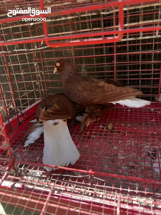 جوز نجفي احمر