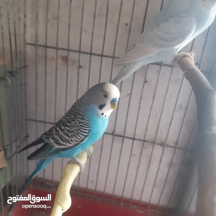 طيور حب للبيع سعر الجوز 15دينار مع قفص والمعالفه وبياضاه . طيور حب انجليزي