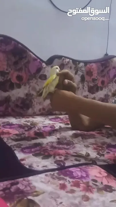 فحل روز أليف